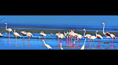 Migratory birds make a pit stop at Pulicat backwaters