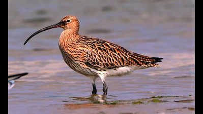 Migratory birds make a pit stop at Pulicat backwaters