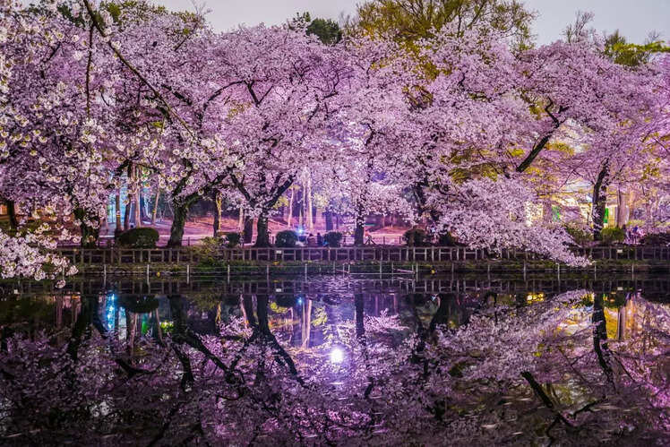 In pictures: Tokyo’s best places to see the cherry blossoms in full ...