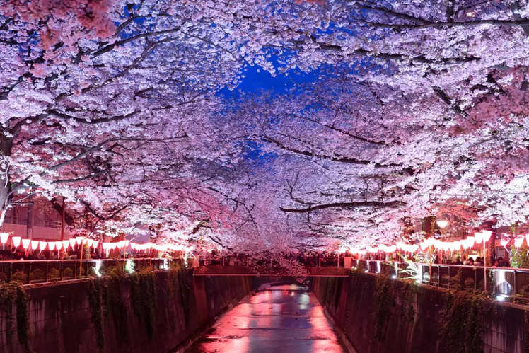 In pictures: Tokyo’s best places to see the cherry blossoms in full ...