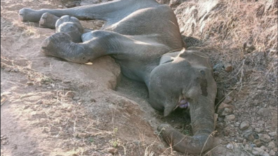 Elephant injured after falling into trench Sathyamangalam Tiger Reserve