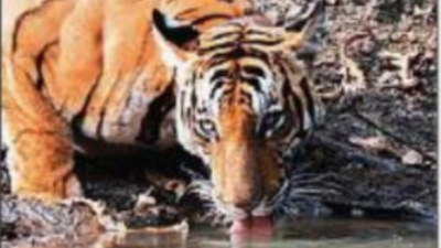 Shrinking Kawal, missing tigers: NGT notice to Telangana forest officials