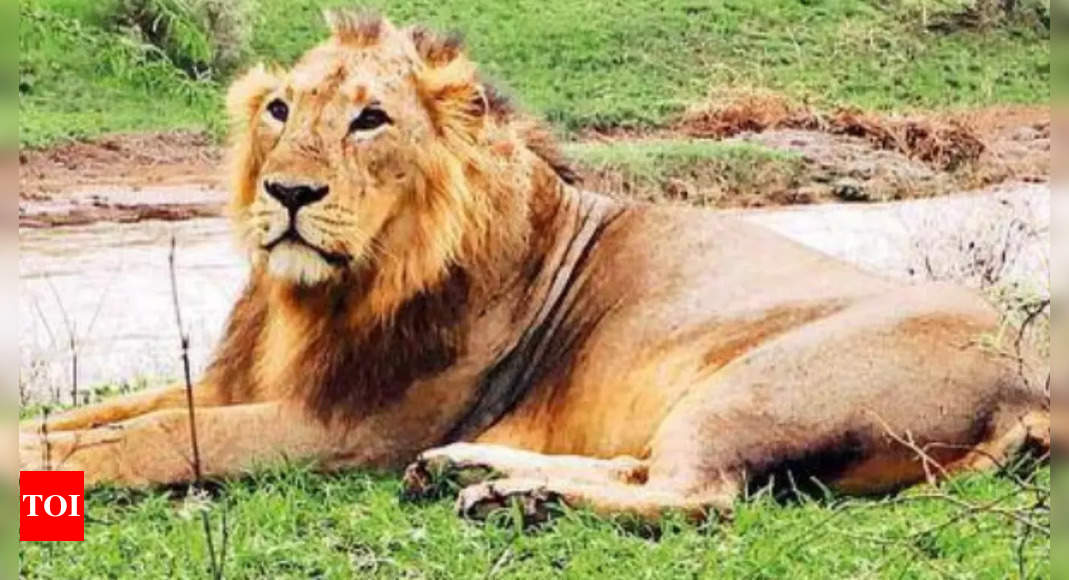 Three lion attacks flag rabies fear | Ahmedabad News - Times of India