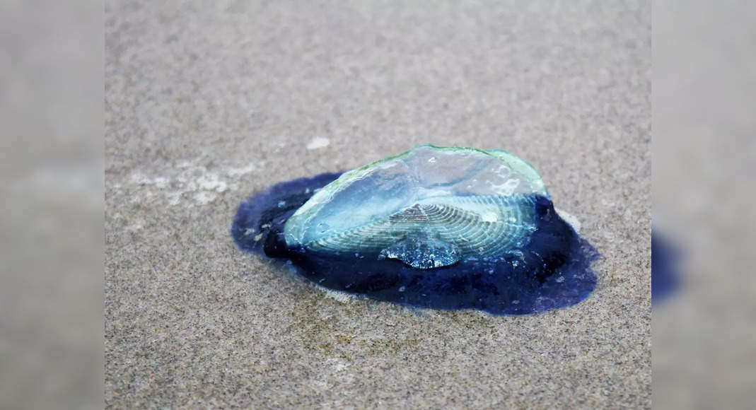 What Is This Mysterious Tide? Millions Of Blue, Alien-like Creatures 