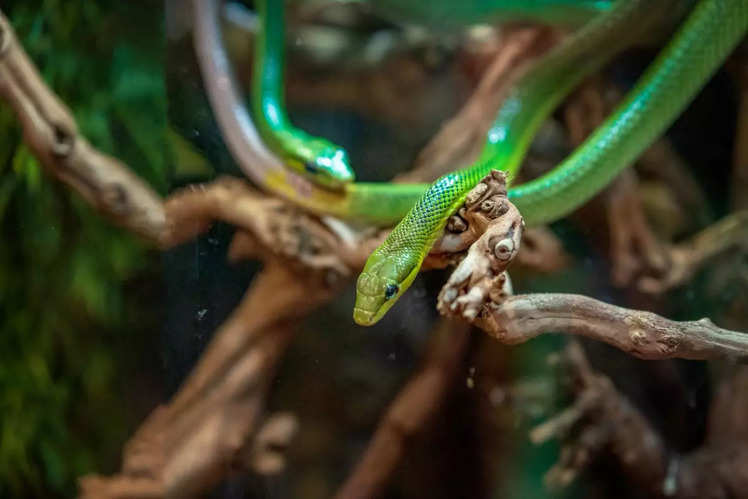 India's top snake parks: A fascinating journey into the world of ...