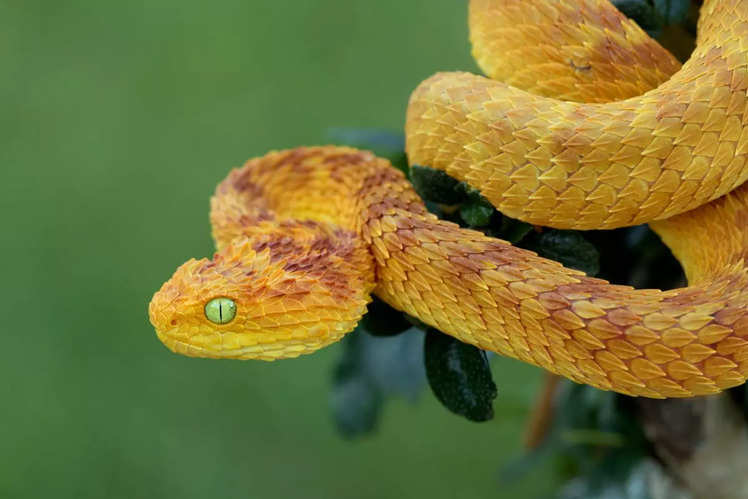 India's top snake parks: A fascinating journey into the world of ...