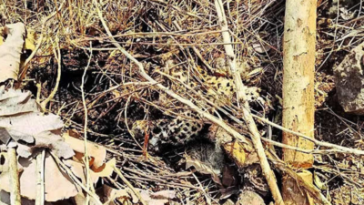 Leopard poached, body parts used in gambling