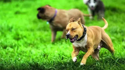 Karnataka high court scraps Centre’s ban on ‘ferocious’ dogs
