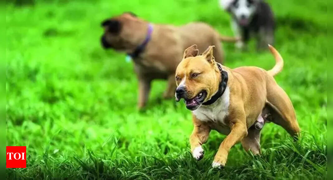 Karnataka high court nixes ban on 23 'ferocious' dog breeds, says stakeholders were not consulted | India News - Vimarsana News