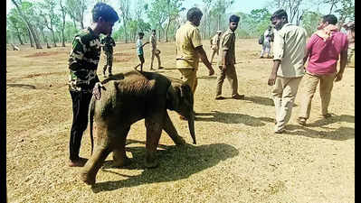 Abandoned elephant calf shifted to Theppakadu camp