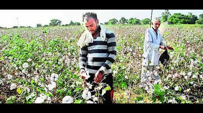 Motivate farmers to switch back to cotton, say experts
