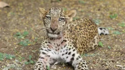 The ‘vote-eating’ Corbett leopards