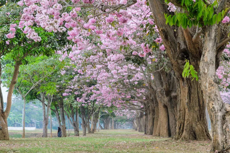 Tabebuia/Trumpet trees