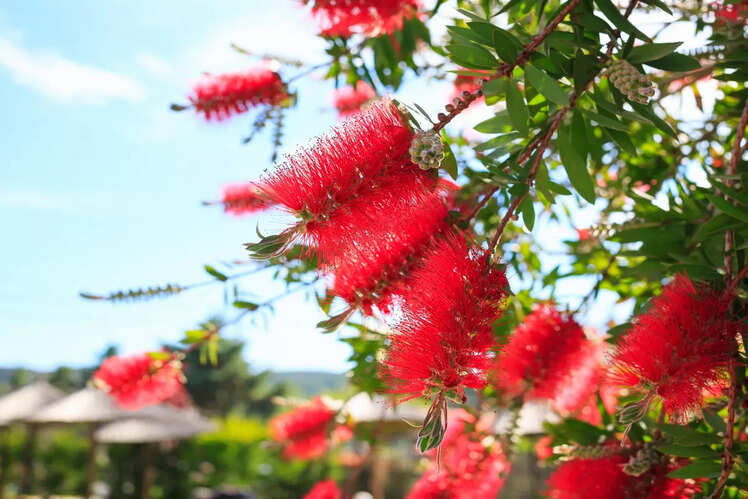 Bottlebrush