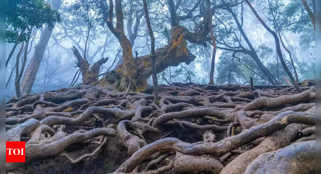 Interesting facts about the mysterious Devil's Kitchen Caves | - Times ...