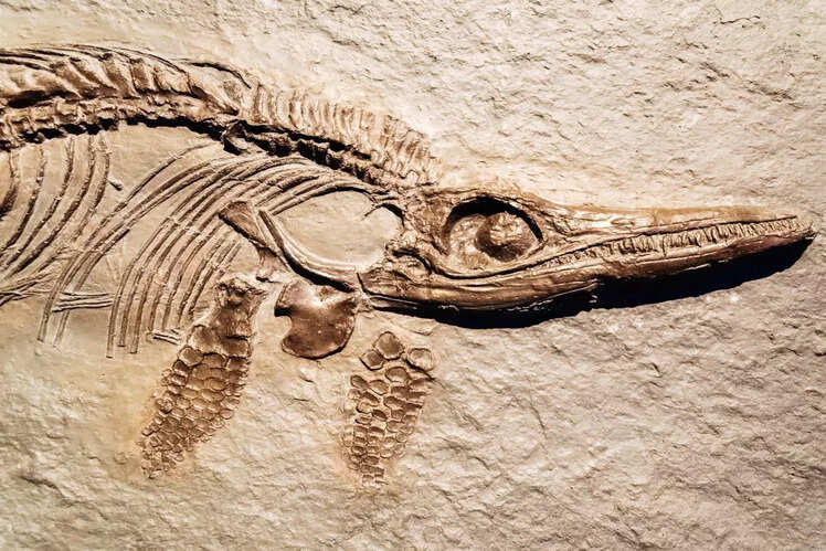 Tiruvakkarai Fossil Wood Park, Tamil Nadu