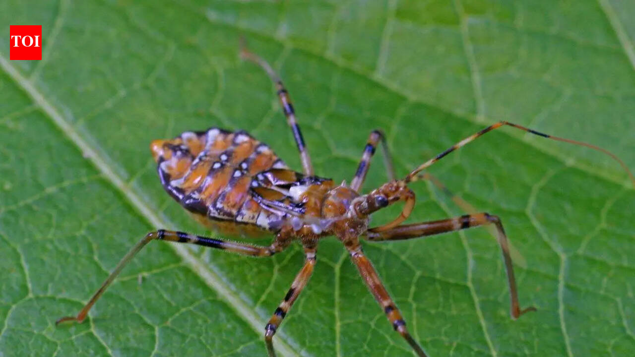 Animals that kill the most people every year