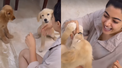 Rashmika Mandanna shares joy on National Pet Day, plays with her adorable furry friends- video