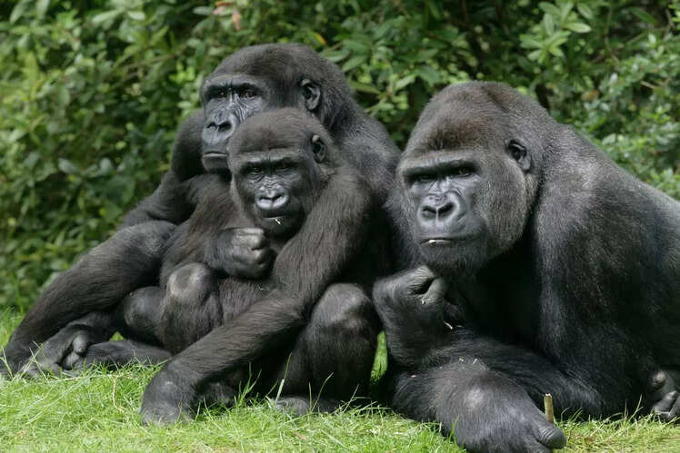 Gorilla trekking in Uganda and Rwanda