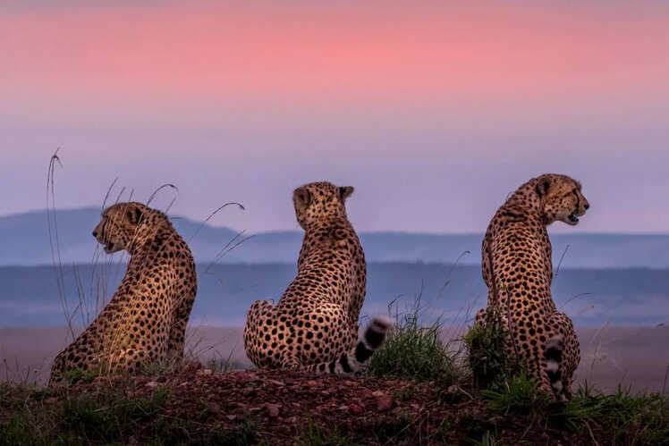 Maasai Mara Safari and wildebeest migration, Kenya
