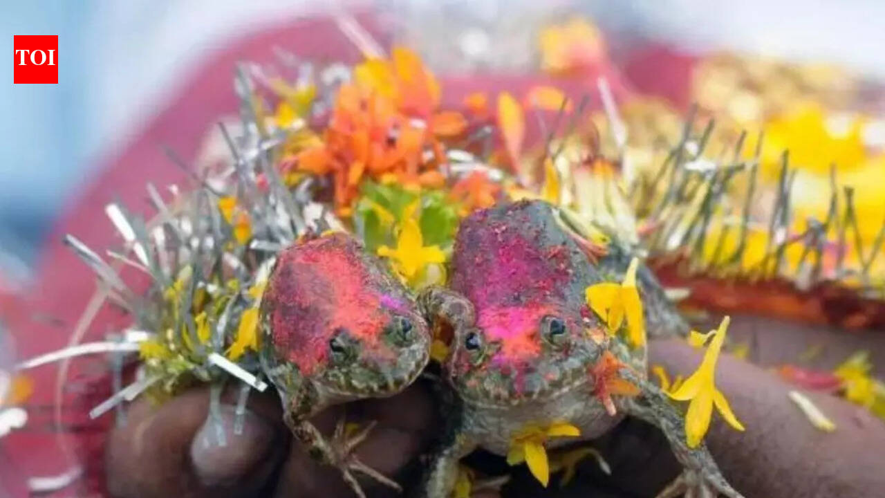 All about the unique ritual of frog weddings in India | The Times of India