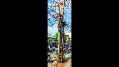 Peepal tree goes dry after acid attack