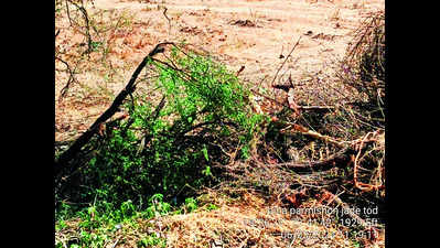 Forest dept fines developer 8L for illegally felling over 800 trees