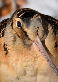 raangi movie review 123telugu