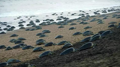 Erosion pushes turtle nests 14 km in Odisha