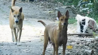 Stray dogs kill toddler in Hyderabad; locals say complaints 'ignored'