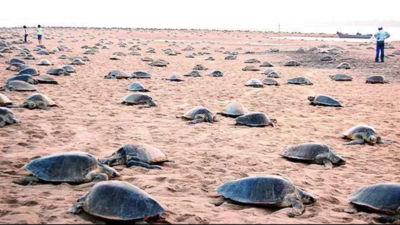 Erosion caused by climate change & human activities pushes turtle nests 14km in Odisha