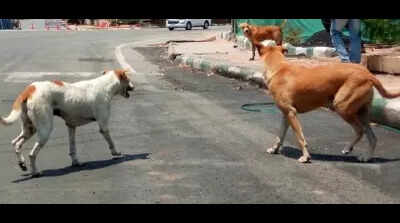 UP: 4-year-old girl mauled to death by stray dogs in Deoria | Lucknow ...