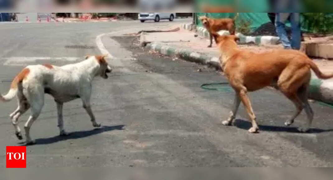 UP: 4-year-old girl mauled to death by stray dogs in Deoria | Lucknow ...