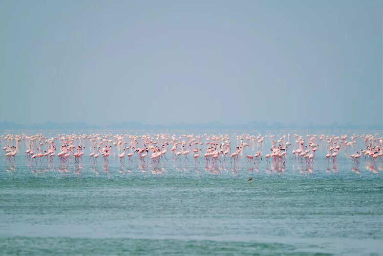 Sambhar Lake, Sambhar