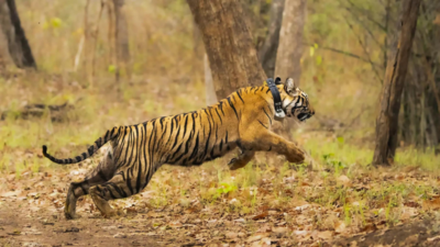 Translocated tigress 'removes' radio collar, goes missing in Maharashtra; traced after 3 days