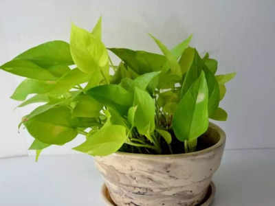 Jasmine to Aloe Vera; Vastu plants for good sleep