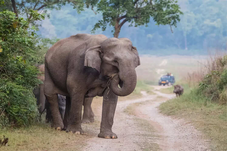 Jim Corbett National Park
