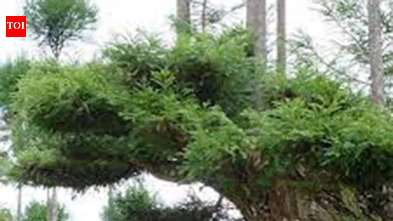 How Japan has been sustainably producing wood since 700 years without ...