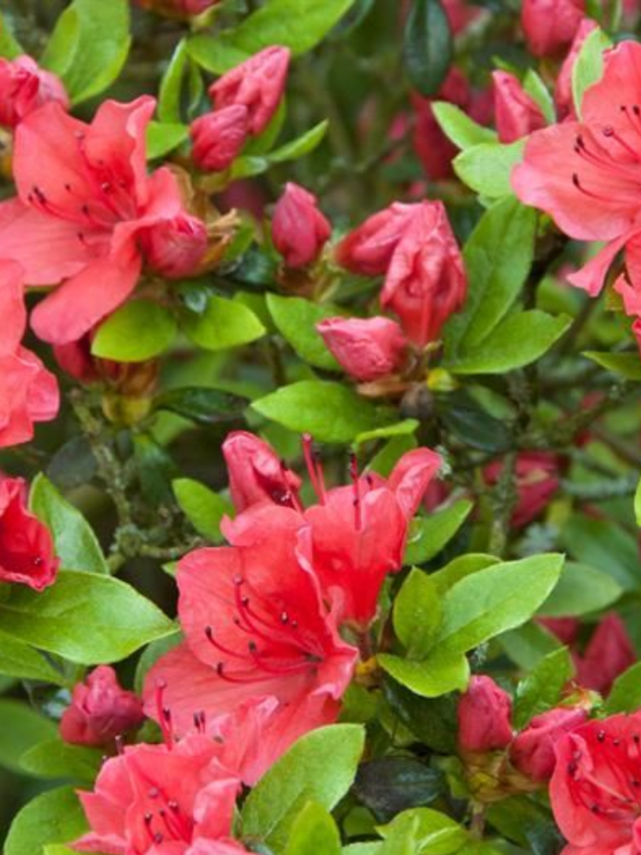 The Best Places To See Rhododendrons In India | Times Now