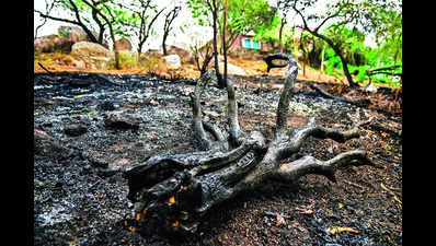 Fire destroys flora in Astha Kunj park, cause being probed