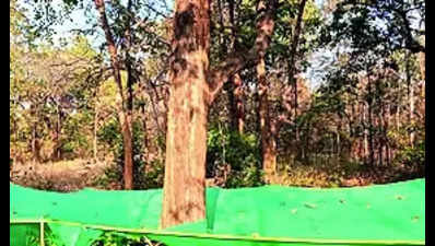 Debrigarh finds way to check forest fires