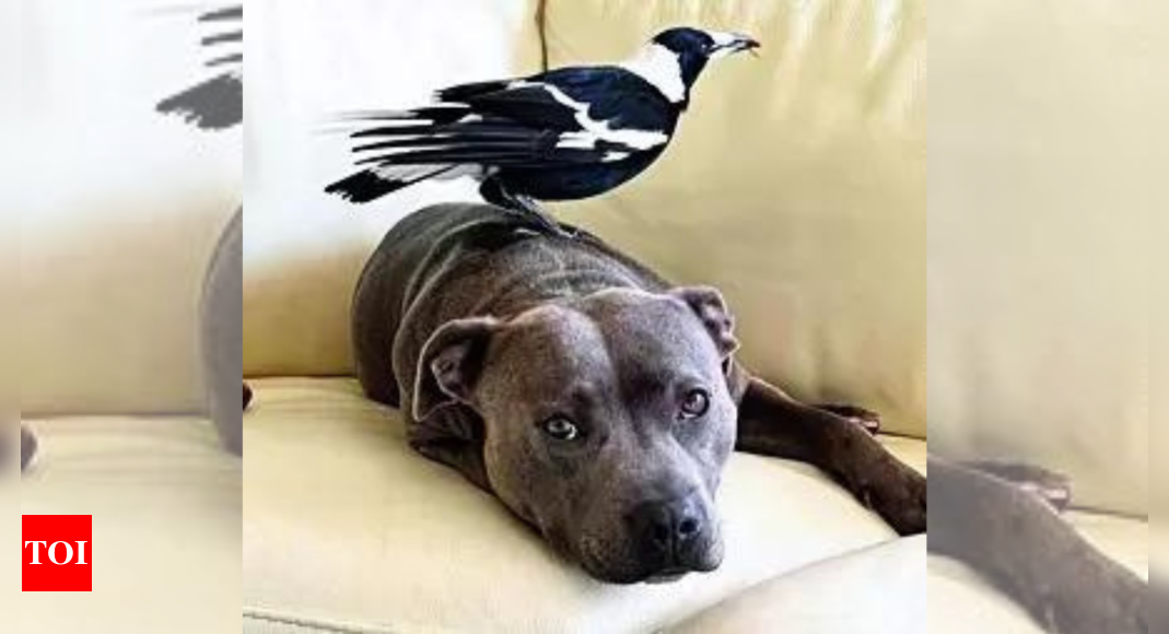 Magpie reunited with BFF pet dog after separation sparks outrage – Times of India