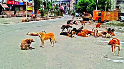 MCD plans to conduct stray dog census in all zones after 15 years