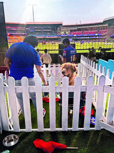 In Bengaluru, pets can enjoy live cricket too!