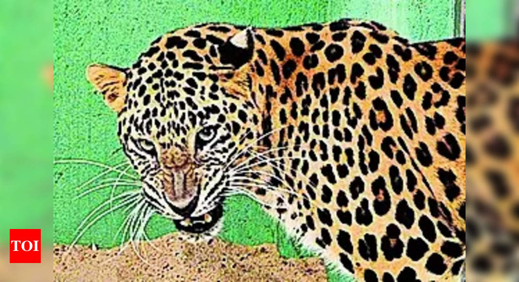 Leopard: Leopard On The Prowl: Trap Cameras To Locate Big Cat On Bhoj ...