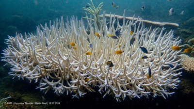 Australia's Great Barrier Reef hit by record bleaching