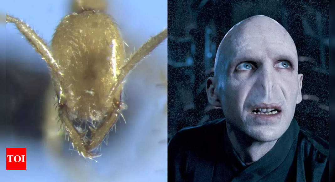 A new ant species named after Harry Potter villain 'He who must not be ...