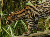 Explained: Why this new tiger cat species has the risk of an uncertain future