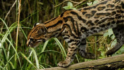 Explained: Why this new tiger cat species has the risk of an uncertain future