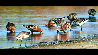 Shorebirds sighted between Kovalam creek and Nemilicherry